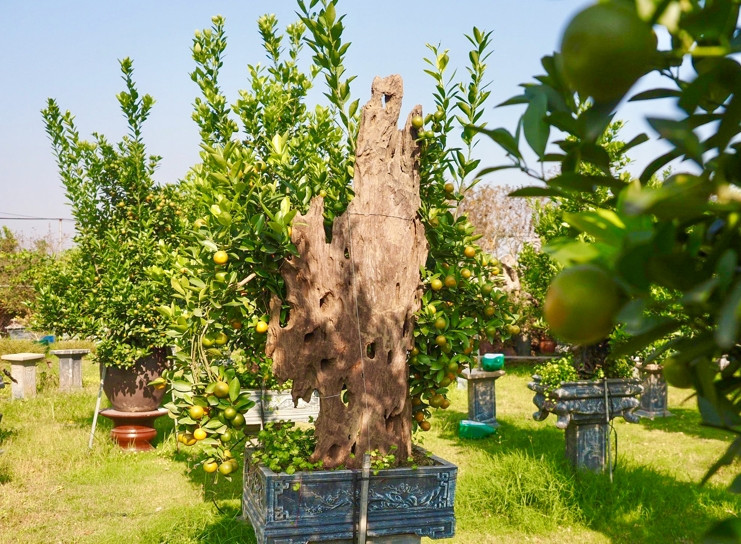 Sự mới mẻ của quất ghép gỗ lũa thu hút nhiều khách đến tham quan, đặt mua về trưng bày dịp Tết Giáp Thìn 2024. Ảnh: Kinhtedothi