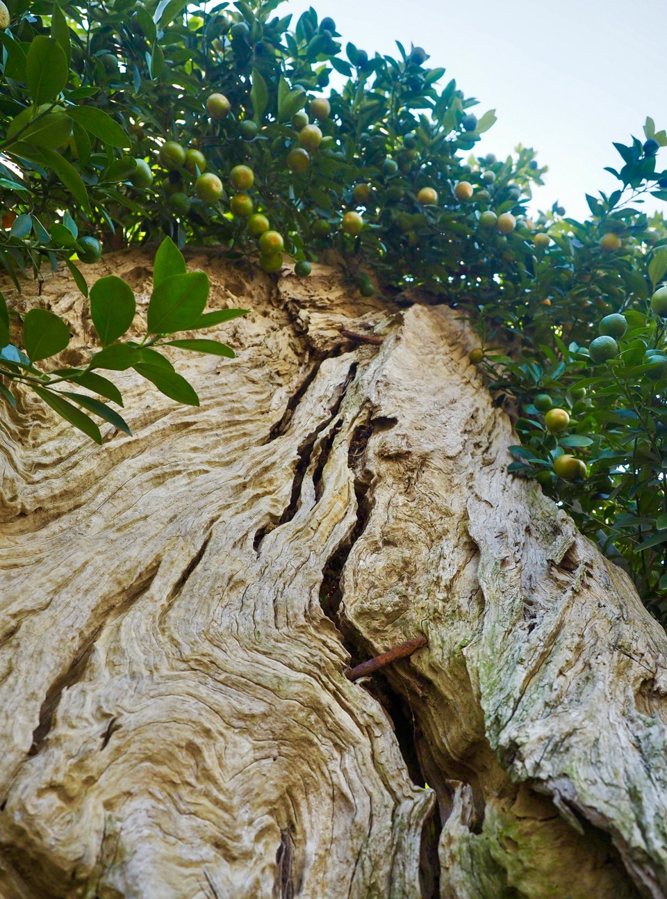 Trung bình mỗi cây quất ghép gỗ lũa có giá từ 5 đến 20 triệu, có những cây lên đến cả trăm triệu đồng. Ảnh: Kinhtedothi