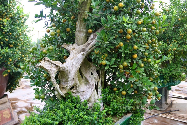 Gỗ lũa cứng, không bị mục nát, hình thù tự nhiên mang đến vẻ đẹp độc đáo nên thường được ứng dụng để tạo nên các sản phẩm nghệ thuật có giá trị. Ảnh: Dân Việt