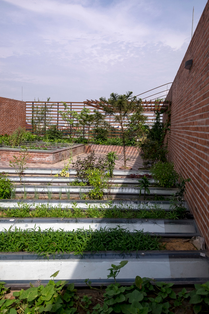 Vườn rau xanh trên sân thượng. Nguồn ảnh: Tiến Thành Nguyễn