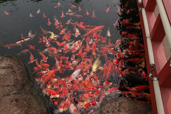 Sau khi hoàn thành hồ cá Koi, ông Dũng sang Nhật Bản nhập 500 con cá Koi. Ảnh: Giadinhxahoi