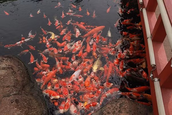 Sau khi hoàn thành hồ cá Koi, ông Dũng sang Nhật Bản nhập 500 con cá Koi. Ảnh: Giadinhxahoi