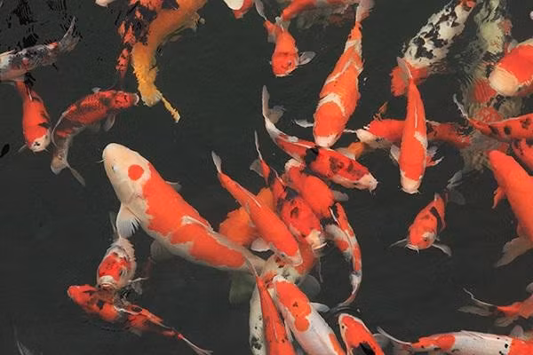 Những chú cá Koi có thân hình cân đối, vạm vỡ, màu sắc và hoa văn đẹp mắt. Ảnh: Vietnamnet