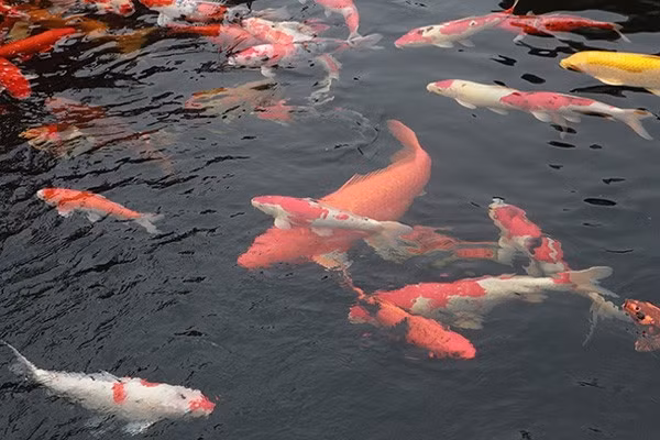 Đàn cá Koi có kích thước từ 40 – 90cm. Ảnh: Giadinhxahoi