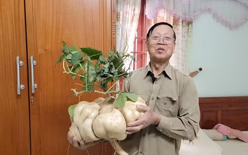 Ngam cu dau khong lo hut khach choi Tet o Hai Duong