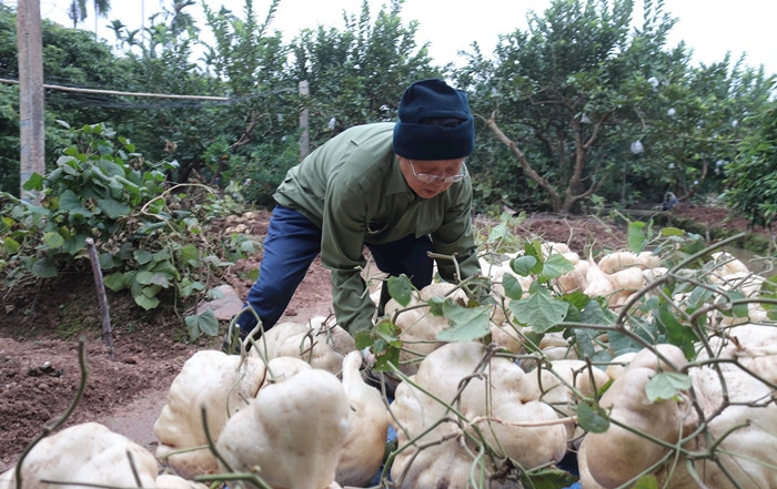 Khi thu hoạch phải rất cẩn thận, tránh làm củ mất rễ. Ảnh: Báo hải dương