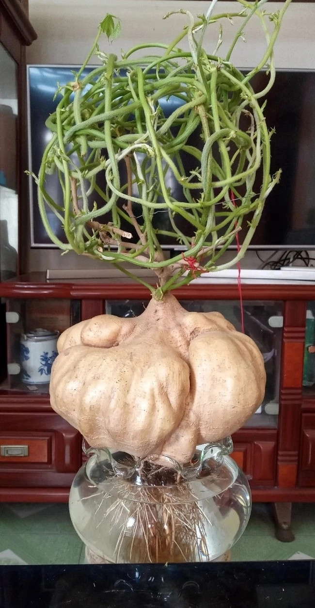 Củ đậu khủng lên chậu thành bonsai chơi Tết đẹp mắt. Ảnh: Dân Việt