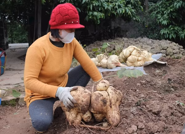 Nhiều khách đến trải nghiệm thu hoạch củ đậu. Ảnh: Baohaiduong