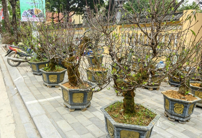 Gần Tết Nguyên đán 2024, trên nhiều tuyến phố ở Hà Nội bày bán đào cổ phủ rêu từ Tây Bắc thu hút sự quan tâm của người tiêu dùng. Ảnh: Tiền phong