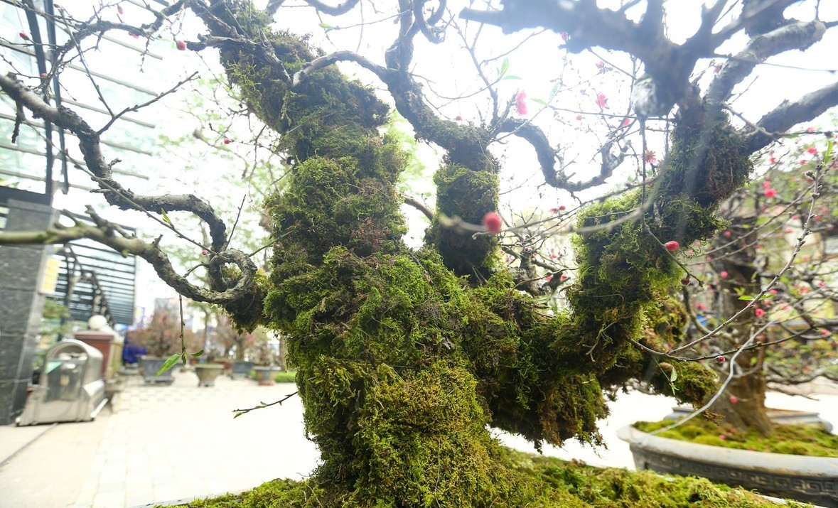 Mỗi gốc đào đều có hình dáng riêng, không giống với đào phai, đào bích hay đào thất thốn. Ảnh: Tiền phong