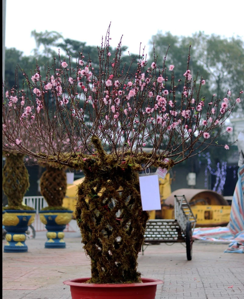 Mỗi chậu đào lộc bình được kết từ 8-10 cây đào với nhau, uốn tạo hình dáng chiếc lộc bình. Ảnh; Suckhoedoisong