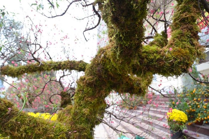 Toàn thân cây phủ rêu xanh vừa tăng tính thẩm mỹ, vừa cung cấp độ ẩm cho cây. Ảnh: Tiền phong