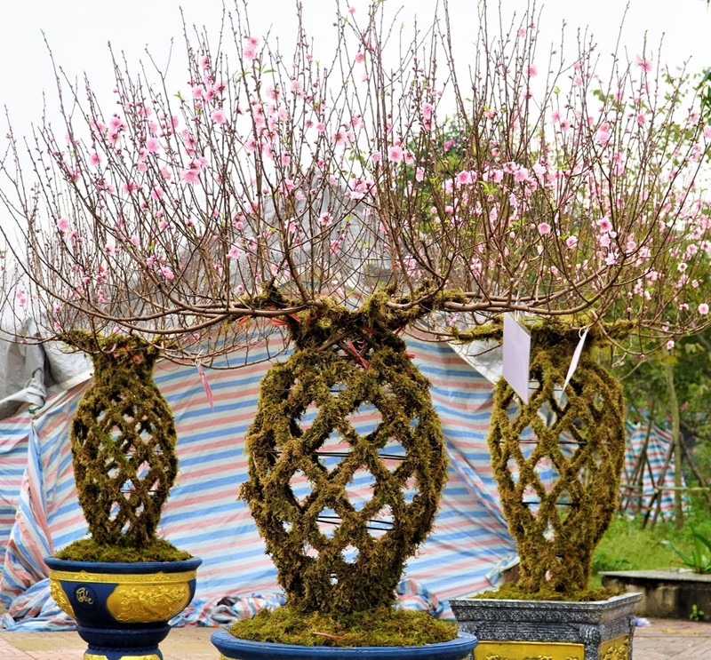 Mỗi chậu lộc bình cao 1,5 - 2m, giá 8-12 triệu đồng, tùy vào loại to hay nhỏ. Ảnh: Dân trí