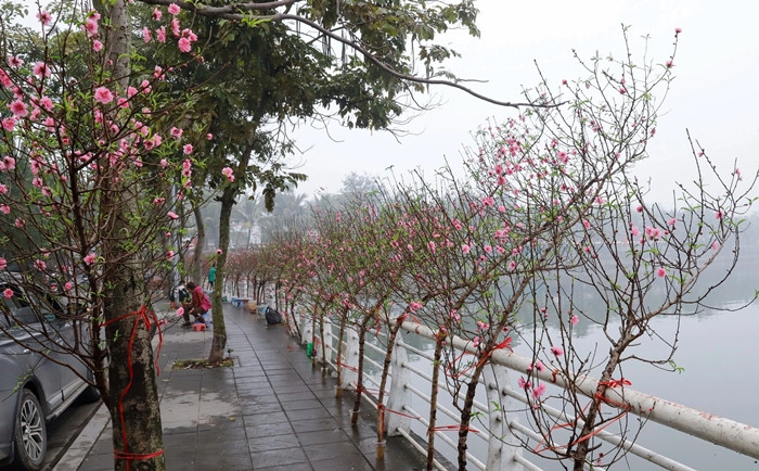 Năm nay, đào dáng huyền được nhiều khách hàng ưa chuộng bởi phù hợp với không gian nhà và lựa chọn bình cắm. Ảnh: Dân Việt