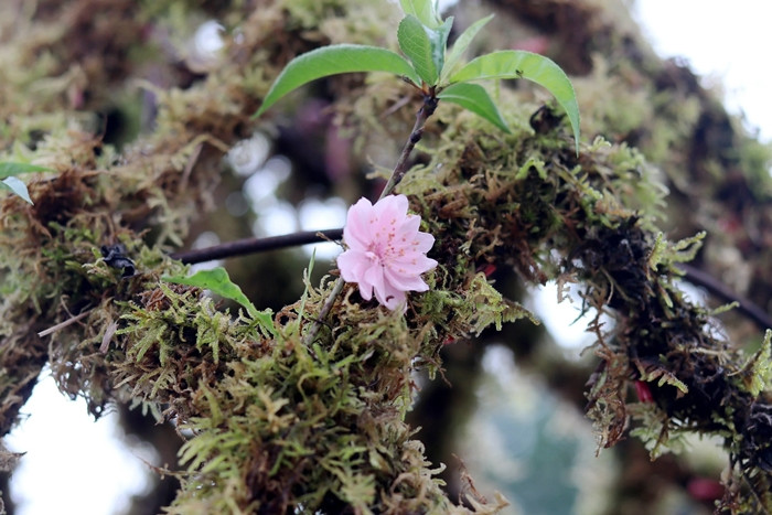 Xung quanh thân đào phủ kín rêu phong. Ảnh; Suckhoedoisong