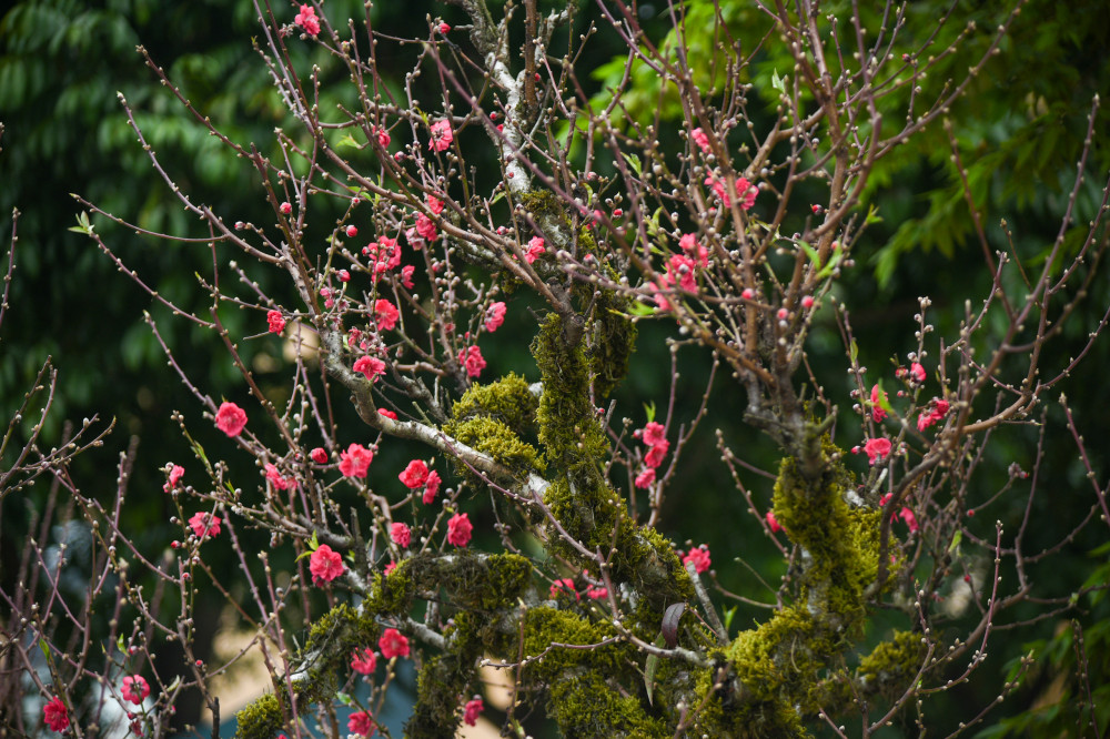 Đào cổ phủ rêu giá từ 10-20 triệu đồng/cây, có cây lên đến 100 triệu đồng, giá thuê từ 6 - 20 triệu đồng tùy từng độ lớn, độ tuổi, hình dáng của cây. Ảnh: Phunuonline