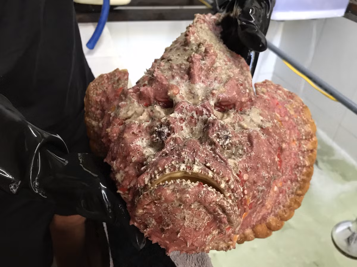 Sở hữu hình dáng xấu xí đến "rợn người" nhưng cá mặt quỷ lại là đặc sản được giới nhà giàu săn lùng. Ảnh: Vietnamnet