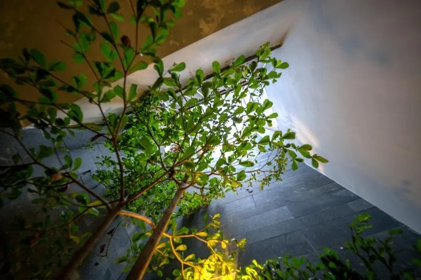 Ánh sáng và cây xanh luôn được ưu tiên trong quá trình thiết kế. Ảnh: GreenConcept