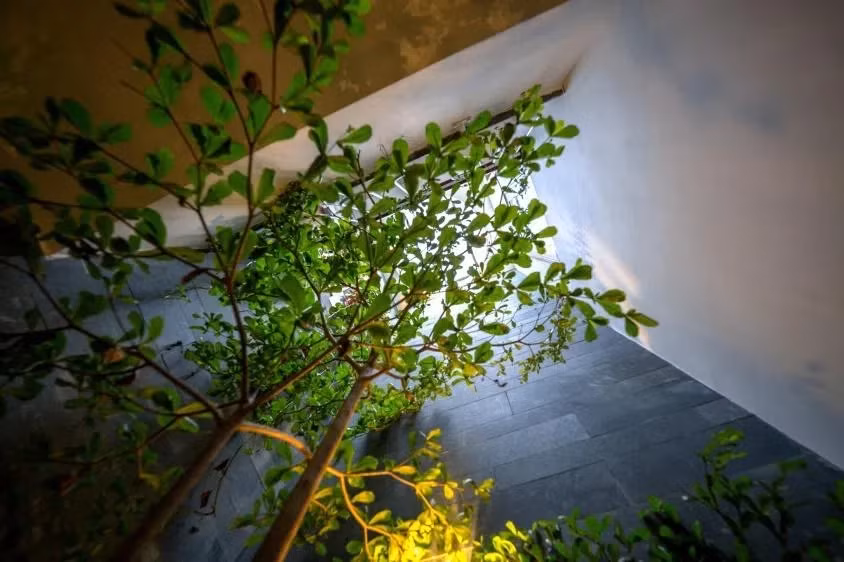 Ánh sáng và cây xanh luôn được ưu tiên trong quá trình thiết kế. Ảnh: GreenConcept