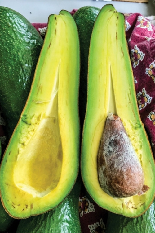 Theo DailyMail, trái bơ dài gần 1 mét, có quả lên tới 1 kg khiến người tiêu dùng thích thú. Ảnh: DM