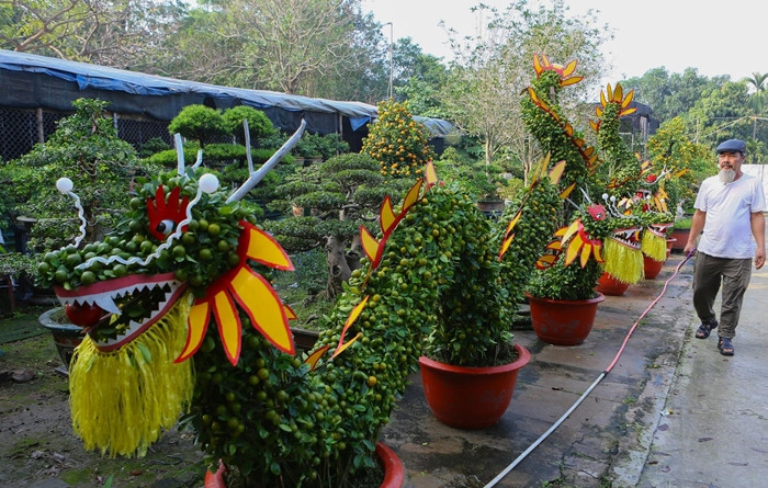 Đáng chú ý là cặp quất dáng rồng của nghệ nhân Trương Ngọc Xuân (Bắc Từ Liêm, Hà Nội) có giá từ 40-50 triệu đồng. Ảnh: Vietnamnet