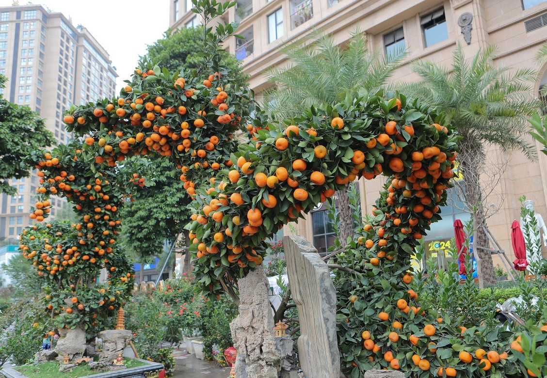 Quýt dáng rồng của nghệ nhân Nguyễn Đức Anh (ở Bắc Từ Liêm, Hà Nội) có giá khởi điểm từ 100 triệu đồng/cây, bao gồm cả chi phí vận chuyển. Ảnh: Vietnamnet