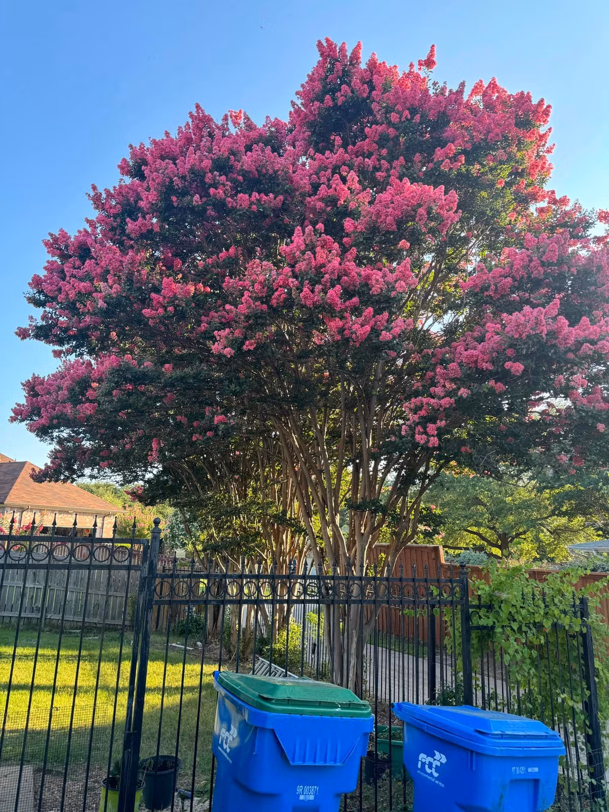 Trong đợt bão vừa rồi ở Dallas, cây trước cửa nhà Đan Trường bị gãy hết cành khiến anh phải cắt trụi lủi. Bù lại đằng sau có 3 cây tốt tươi. Ảnh: FB Đan Trường