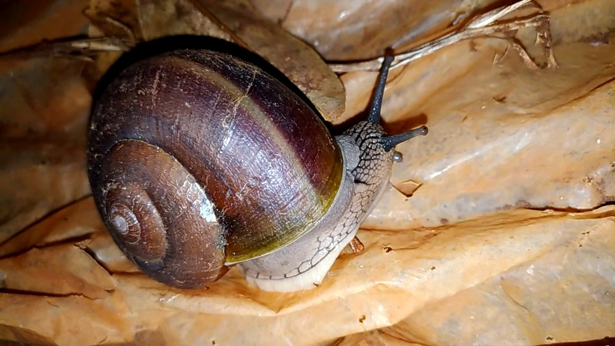 Ốc sên thường sống ở những nơi ẩm thấp, bẩn thỉu, ăn tạp, có nhiều nhớt nên từ trước đến nay ai nhìn thấy cũng tránh xa. Ảnh: Internet