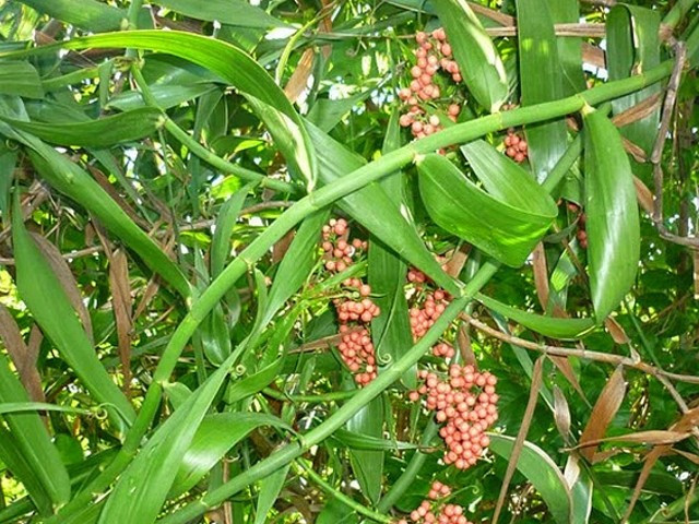 Tại Việt Nam, cây mây rừng mọc hoang dại ở vùng miền núi. Quả mây rừng kích thước bé, mọc thành từng chùm cả trăm quả. Vỏ bên ngoài giống như lớp vảy xếp vào nhau. Ảnh: Suckhoedoisong