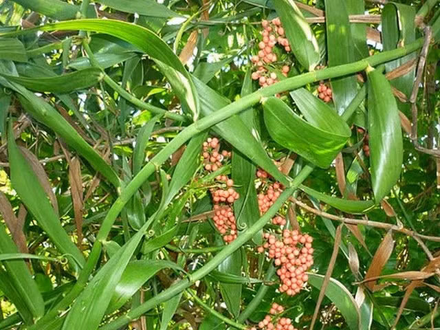 4 qua rung bong thanh dac san “gia chat” duoc dan pho lung mua