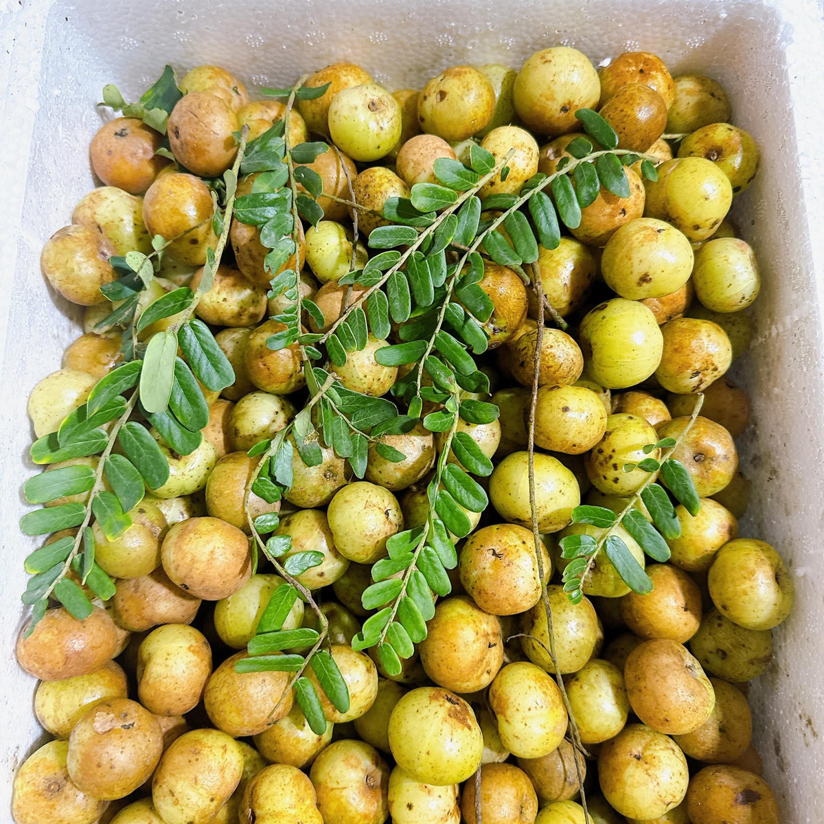 Trước đây, quả me rừng chua chát thường để rụng bỏ đi, chẳng mấy ai để ý. Nhưng mấy năm nay, me rừng bỗng nhiên gây sốt và được nhiều chị em văn phòng tìm mua. Ảnh: Facebook