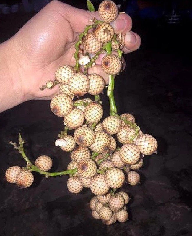 Loại quả rừng này cũng là thức quà vặt gắn với nhiều thế hệ 8X, 9X ở các vùng quê. Quả mây xanh vừa chua vừa chát, khi chín màu vàng, vị thanh ngọt dịu. Ảnh: Suckhoedoisong