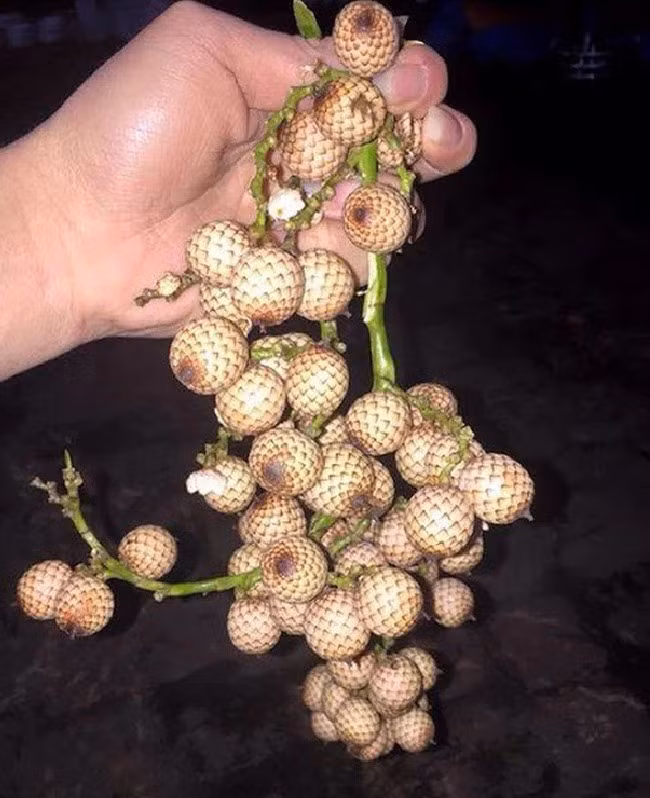 Loại quả rừng này cũng là thức quà vặt gắn với nhiều thế hệ 8X, 9X ở các vùng quê. Quả mây xanh vừa chua vừa chát, khi chín màu vàng, vị thanh ngọt dịu. Ảnh: Suckhoedoisong