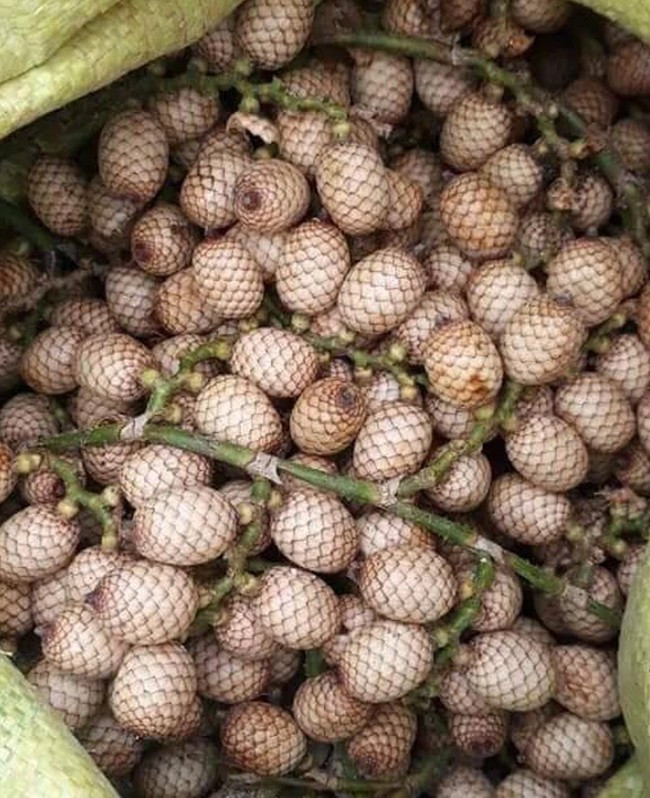 Những năm gần đây, mây rừng được biết tới nhiều hơn, trở thành đặc sản lạ được bán trên chợ mạng với giá khoảng 40.000 - 70.000 đồng/kg. Ảnh: Facebook