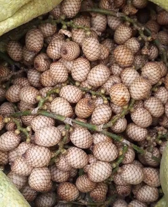 Những năm gần đây, mây rừng được biết tới nhiều hơn, trở thành đặc sản lạ được bán trên chợ mạng với giá khoảng 40.000 - 70.000 đồng/kg. Ảnh: Facebook