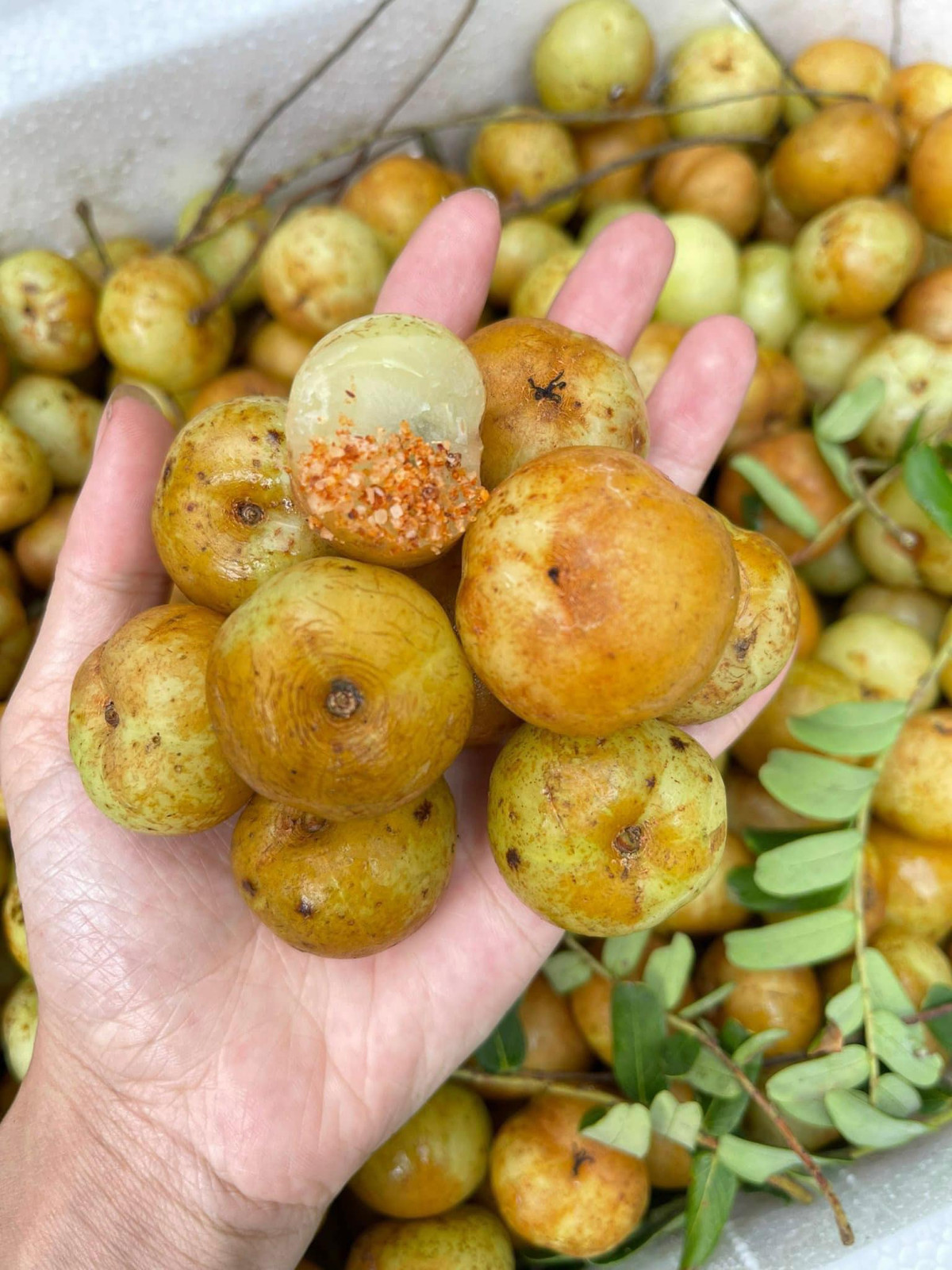 Trên chợ mạng, me rừng bán kèm với muối ớt giá từ 40.000 đến 80.000 đồng/kg. Trong khi đó, me ngâm sẵn hoặc mứt me rừng giá lên tới khoảng 100.000 đồng/kg. Ảnh: Facebook