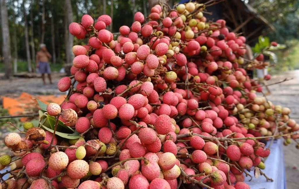 Vải rừng là loại quả có kích cỡ chỉ bằng 1/3 trái vải thông thường, bên trong là lớp thịt trắng nõn. Ảnh: Báo An Giang