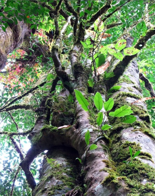 Một trong những lý do khiến trà Phổ Nhĩ đắt đỏ thường được làm từ giống trà cổ thụ. Cây trà được trồng trên vùng núi cao ở vùng Vân Nam hàng chục năm mới bắt đầu cho thu hoạch.