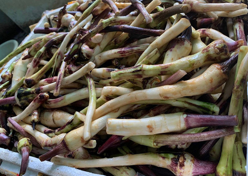 Ngó khoai là phần mọc từ gốc của cây khoai môn hay khoai nước, thân dài, thon. Ngó khoai được xem là "món ăn của người nghèo" bởi xưa kia, khi không có gì ăn, người nghèo thường hái ngó khoai ăn trừ bữa. Ảnh: Vietnamnet