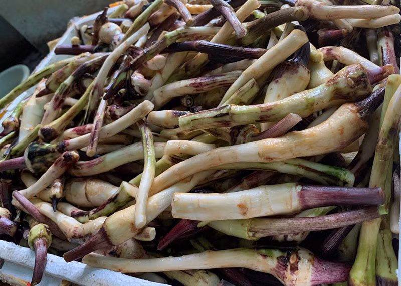 Ngó khoai là phần mọc từ gốc của cây khoai môn hay khoai nước, thân dài, thon. Ngó khoai được xem là "món ăn của người nghèo" bởi xưa kia, khi không có gì ăn, người nghèo thường hái ngó khoai ăn trừ bữa. Ảnh: Vietnamnet