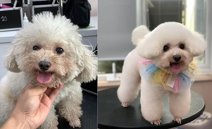 Các dịch vụ như cắt, tỉa, nhuộm lông cho thú cưng gần như là đã kín lịch. Ảnh: Thanh Tùng