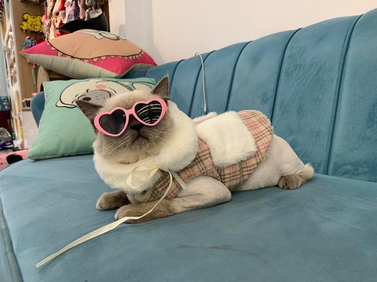 Những năm gần đây, nhu cầu nuôi và chăm sóc thú cưng được nhiều người quan tâm. Các dịch vụ như chăm sóc, làm đẹp, lưu trú cho chó mèo cũng trở nên nhộn nhịp hơn bao giờ hết, đặc biệt là dịp cận Tết.