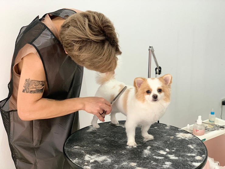 Mùa cao điểm làm đẹp cho thú cưng thường bắt đầu từ Tết dương lịch cho đến những ngày giáp Tết Nguyên đán. Thời điểm này, lượng khách tăng gấp 2 - 3. Ảnh: Thanh Tùng