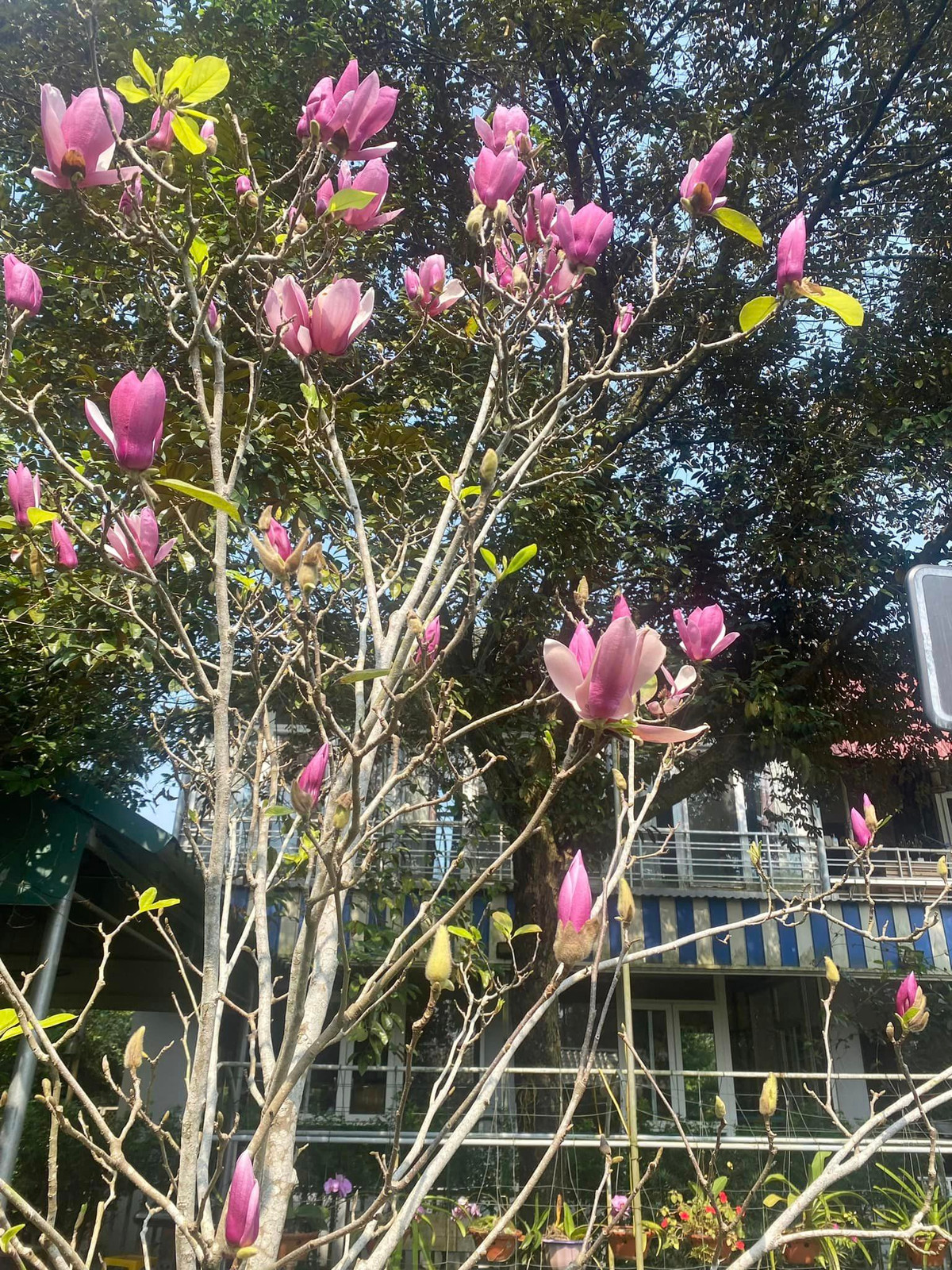 6 năm trong vườn, cây mộc lan cao hơn một chút, mỗi năm lại nhiều hoa hơn.