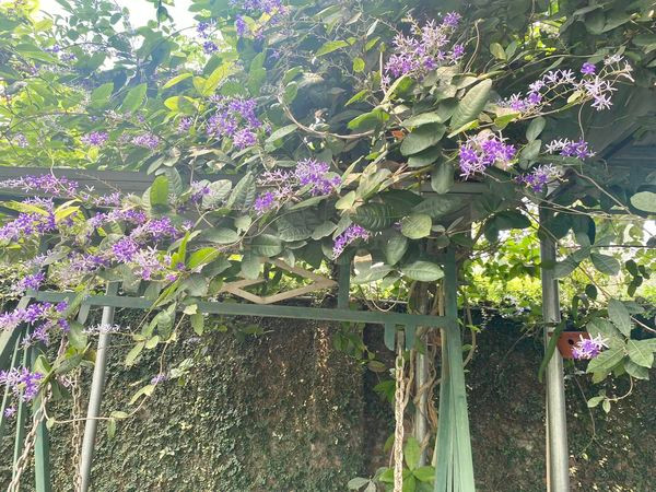 Dạo quanh vườn nhà, nghệ sĩ Thanh Hoa có cảm giác như lạc vào cổ tích.