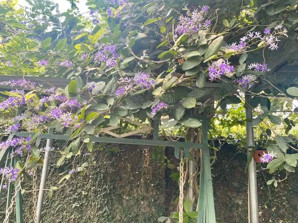 Dạo quanh vườn nhà, nghệ sĩ Thanh Hoa có cảm giác như lạc vào cổ tích.