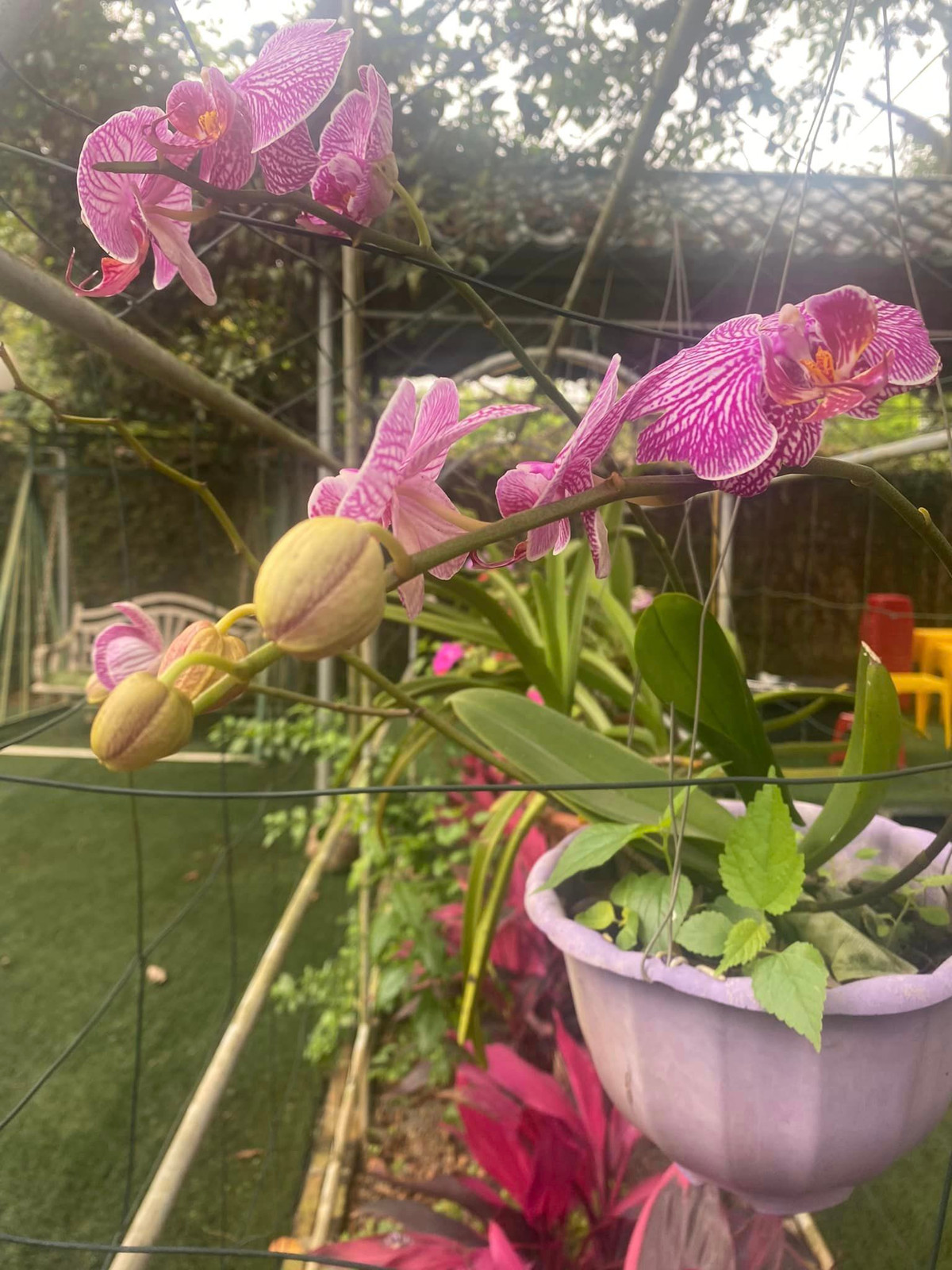 Sau Tết, khu vườn nhà NSND Thanh Hoa như rực rỡ hơn.