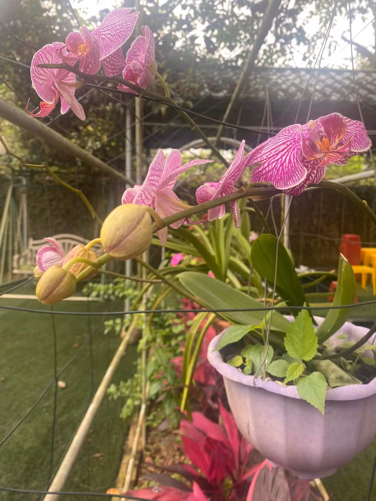 Sau Tết, khu vườn nhà NSND Thanh Hoa như rực rỡ hơn.