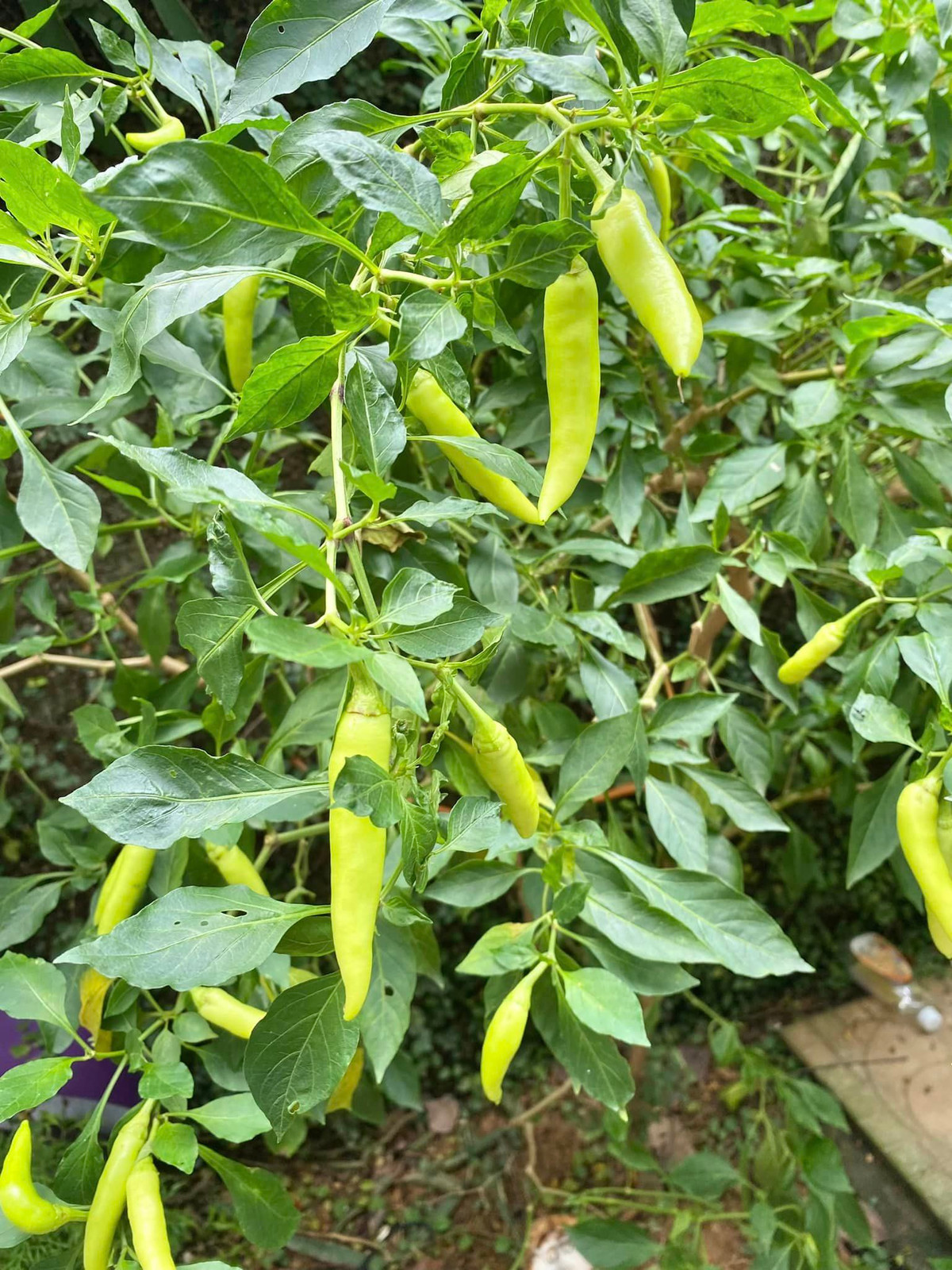 Ngoài hoa, trong vườn còn trồng nhiều rau xanh và cây ăn trái.