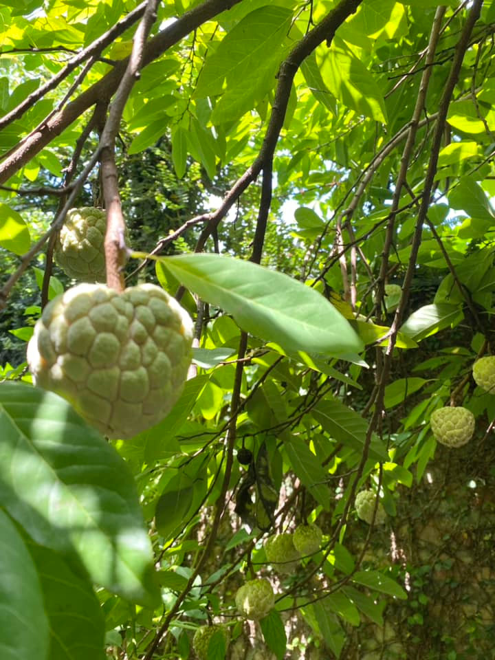 Vào mùa, cây na cho trái sai trĩu cành.